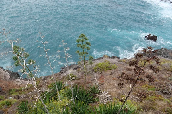 Océano Atlántico Costa Isla Tenerife Islas Canarias Con Exóticas Plantas — Foto de Stock