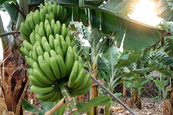 Банановые Деревья Банановой Плантации Тенерифе Канарские Острова Испания — стоковое фото