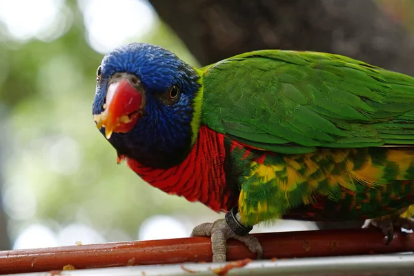 Loro Colorido Comer Cerca —  Fotos de Stock