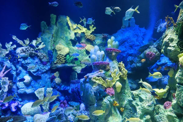 Corales Acuario Con Pequeños Peces Colores —  Fotos de Stock