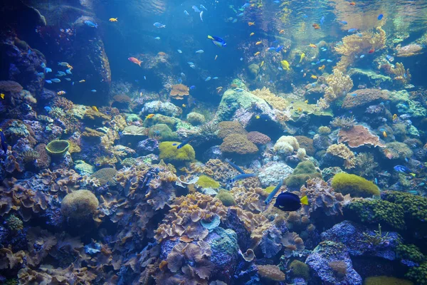 Vida Submarina Enorme Acuario Con Corales Peces —  Fotos de Stock