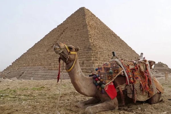 Kameel Ligt Nabij Piramide Van Menkaure Gizeh Egypte — Stockfoto