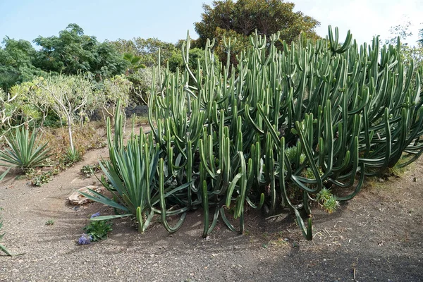 Grandes Cactus Exóticas Plantas Tropicales Isla Tenerife Islas Canarias España — Foto de Stock