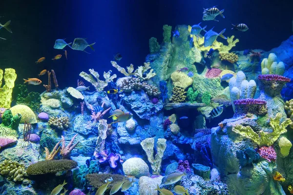 Acuario Grande Con Coloridos Corales Peces —  Fotos de Stock