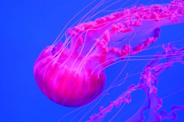 Güzel pembe Medusa suyun altında yüzer.