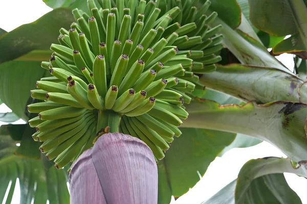 Бананы Дереве Банановой Плантации Острове Тенерифе Канарские Острова Испания — стоковое фото