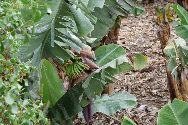 Банановая Плантация Острове Тенерифе Канарские Острова Испания — стоковое фото