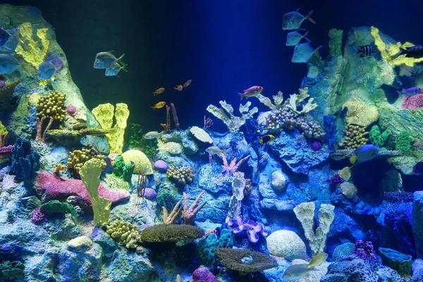 Acuario Grande Con Coloridos Corales Hermosos Peces —  Fotos de Stock