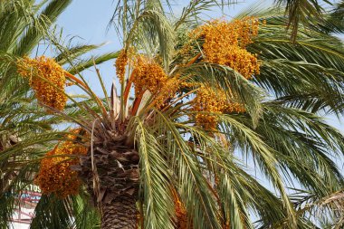 La Gomera adasında hurma ağaçları, Kanarya adaları, İspanya