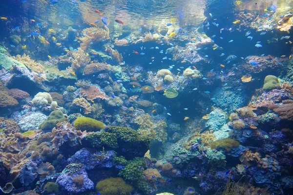Nagy Akvárium Színes Korallokkal Halakkal — Stock Fotó