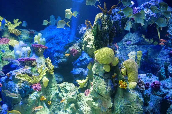 Acuario Grande Con Coloridos Corales Diferentes Peces —  Fotos de Stock