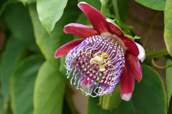 Flower Passiflora Quadrangularis Giant Granadilla Rare Tropical Plant — Stock Photo, Image