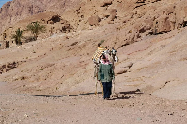 Egypt Sinai December 2019 Egyptian Camel Stands Stone Desert Saint — Stockfoto