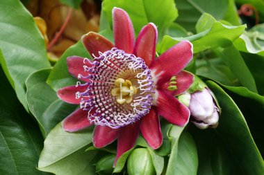 Çiçek Passiflora Quadrangularis, Dev Granadilla - nadir bulunan tropikal bitki