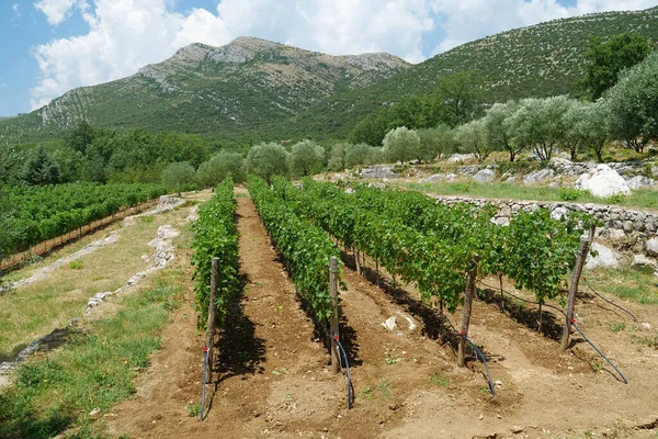 Vineyard Grape Plantation Bosnia Herzegovina — Stock Photo, Image