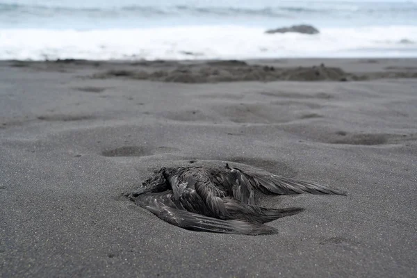 Черная Мертвая Птица Лежит Пляже Черным Вулканическим Песком Острове Тенерифе — стоковое фото