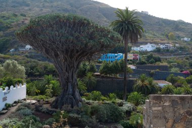 Drago Milenario ya da Drago de Icod de los Vinos, Dracaena draco veya ejderha ağacı, Parque del Drago, Icod de los Vinos, Tenerife, İspanya
