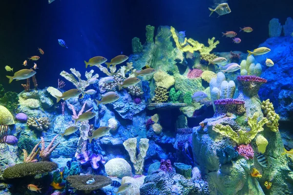 Acuario Grande Con Increíbles Corales Peces Colores —  Fotos de Stock