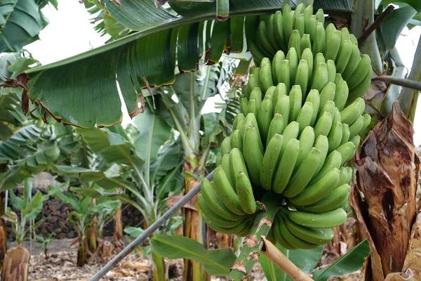 Банановые Деревья Банановой Плантации Тенерифе Канарские Острова Испания — стоковое фото