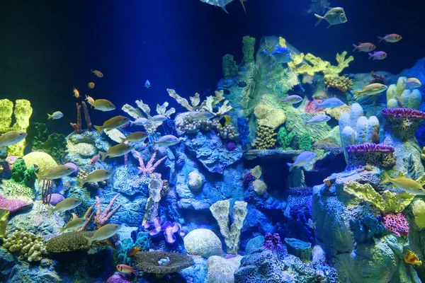 Acuario Grande Con Coloridos Corales Diferentes Peces —  Fotos de Stock