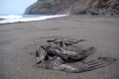 Siyah ölü kuş, Tenerife Adası, Kanarya Adaları, İspanya 'daki siyah volkanik kumlarla plajda uzanıyor.