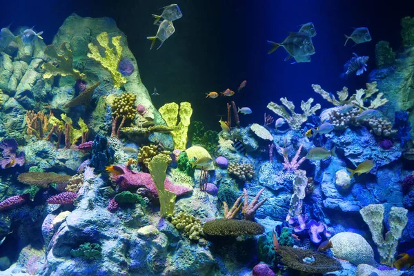 Künstliche Farbenfrohe Korallen Großem Aquarium Mit Fischen — Stockfoto