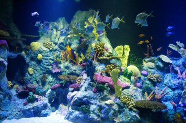 Big aquarium with colourful corals and fishes clipart