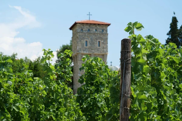 Grape Plantations Tvrdos Monastery 15Th Century Serbian Orthodox Monastery Trebinje — Stock Photo, Image