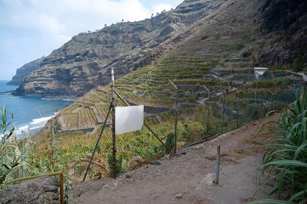 Vinhedos Costa Rochosa Ilha Tenerife Ilhas Canárias Oceano Atlântico Espanha Imagem De Stock