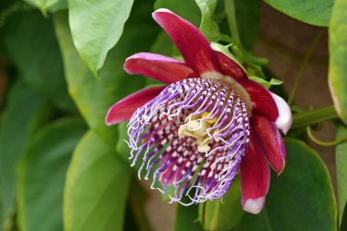 Çiçek Passiflora Quadrangularis, Dev Granadilla - nadir bulunan tropikal bitki