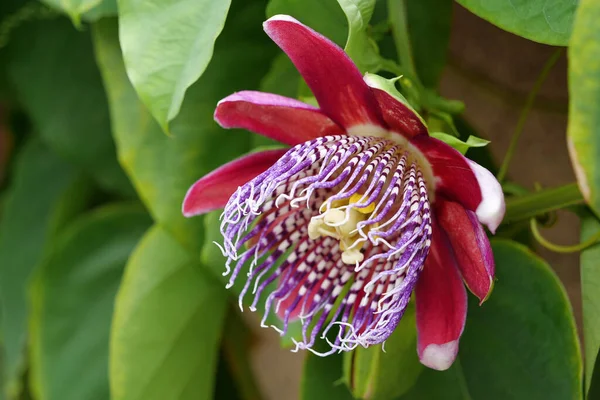 Flower Passiflora Quadrangularis Giant Granadilla Rare Tropical Plant — Stock Photo, Image