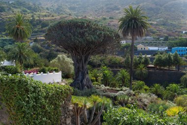 Drago Milenario ya da Drago de Icod de los Vinos, Dracaena draco veya ejderha ağacı, Parque del Drago, Icod de los Vinos, Tenerife, İspanya