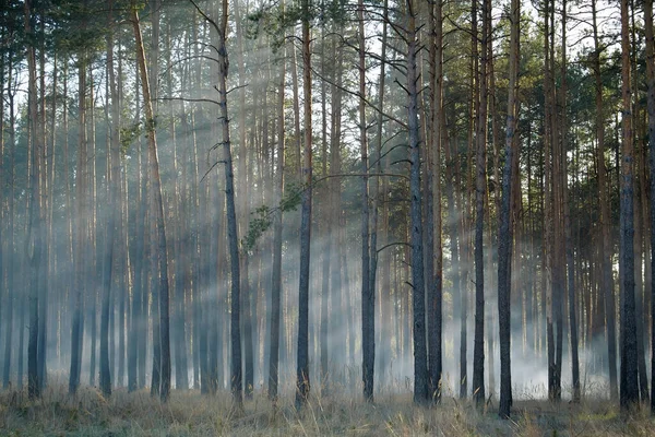 Floración Madera Tiempo Fuego Bosque — Foto de Stock