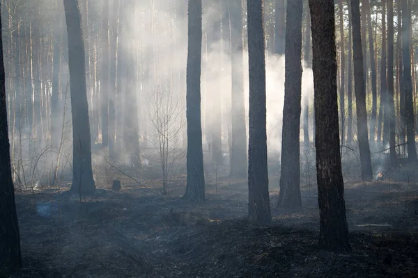 Bosque Quemado Después Incendio — Foto de Stock