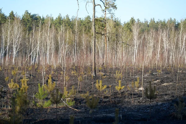 Tierra Negra Después Del Fuego Los Frentes — Foto de Stock