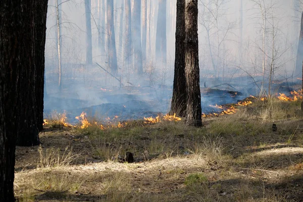 Fuego Bosque Coníferas — Foto de Stock