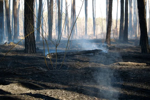 Terra Negra Após Fogo Floresta — Fotografia de Stock