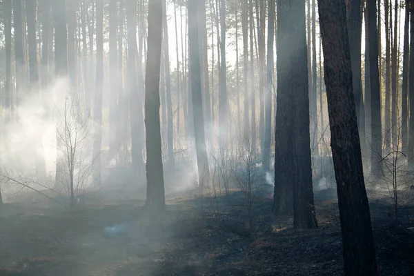 땔감에 붙이고 나무를 태우는 로열티 프리 스톡 이미지