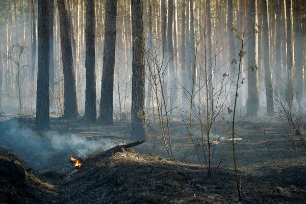 Terra Negra Após Fogo Floresta — Fotografia de Stock