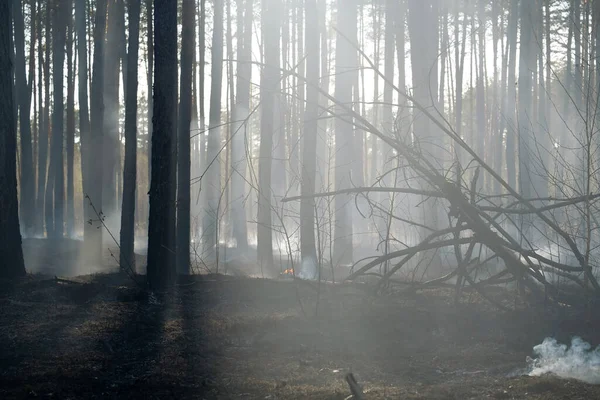 Floresta Queimada Depois Incêndio Imagens Royalty-Free