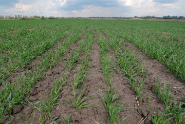 Genç yeşil filizler tarlada