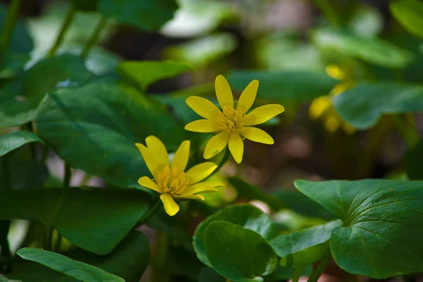 De första blommorna — Stockfoto