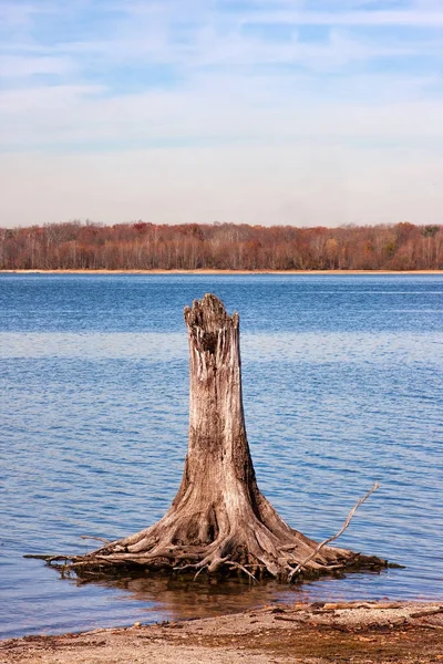 Κούτσουρο δέντρο σε λίμνη δεξαμενή — Φωτογραφία Αρχείου