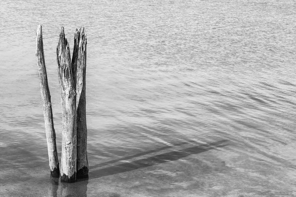 Tocones de árboles muertos en el lago (blanco y negro ) — Foto de Stock