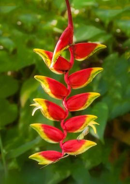 Bir Anole kırmızı asılı Heliconia çiçek Jamacia içinde