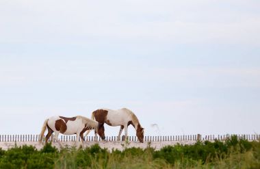 Assateague Adası'nın vahşi atlar