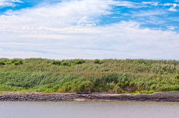 Water, gras en lucht op de kustlijn — Stockfoto