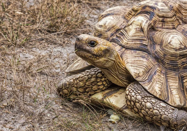Żółw olbrzymi aldabra (Aldabrachelys gigantea) — Zdjęcie stockowe