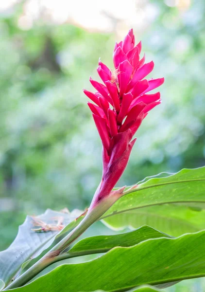 赤い熱帯の花 ストック写真