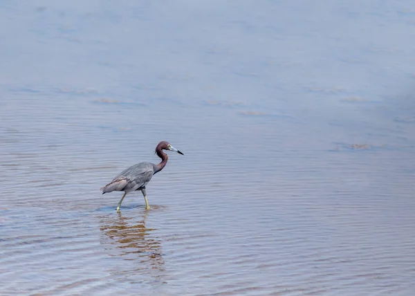 Dorosły Little Blue Heron - Egretta caerulea — Zdjęcie stockowe